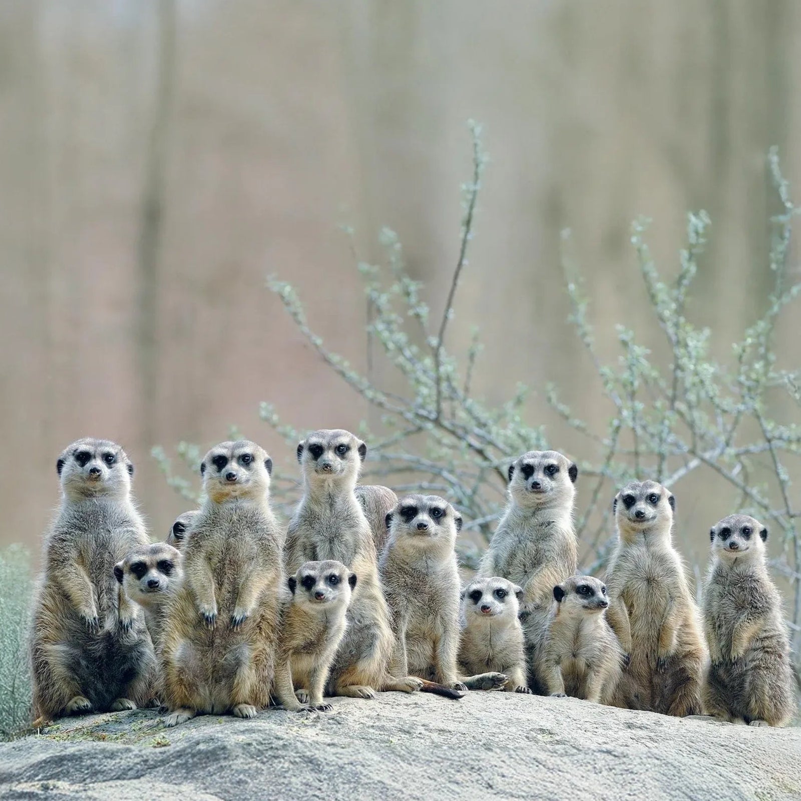 Group of meerkats standing upright on a rock in a desert setting.