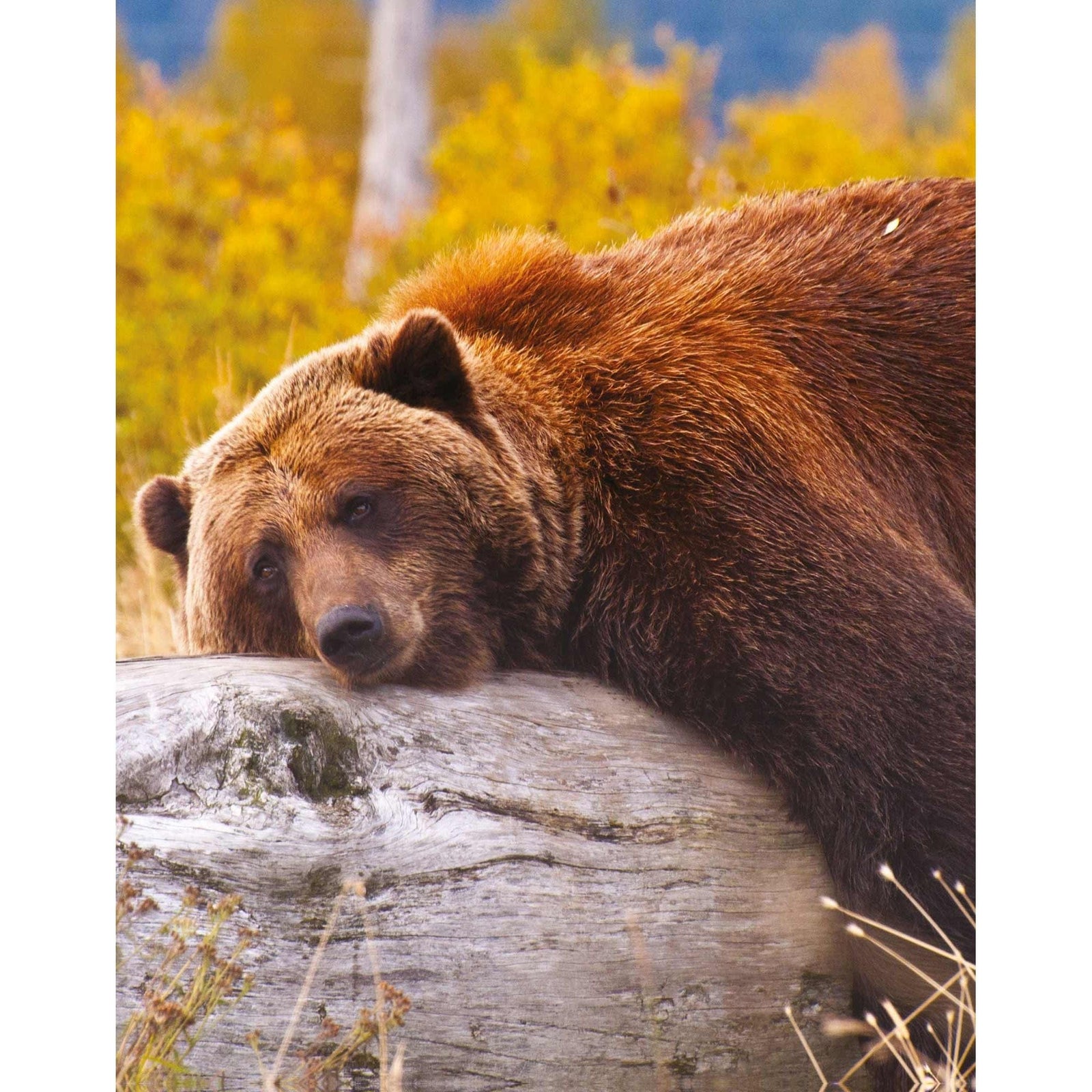 Pullin Pullin Fashion 2 Chum2 Brief