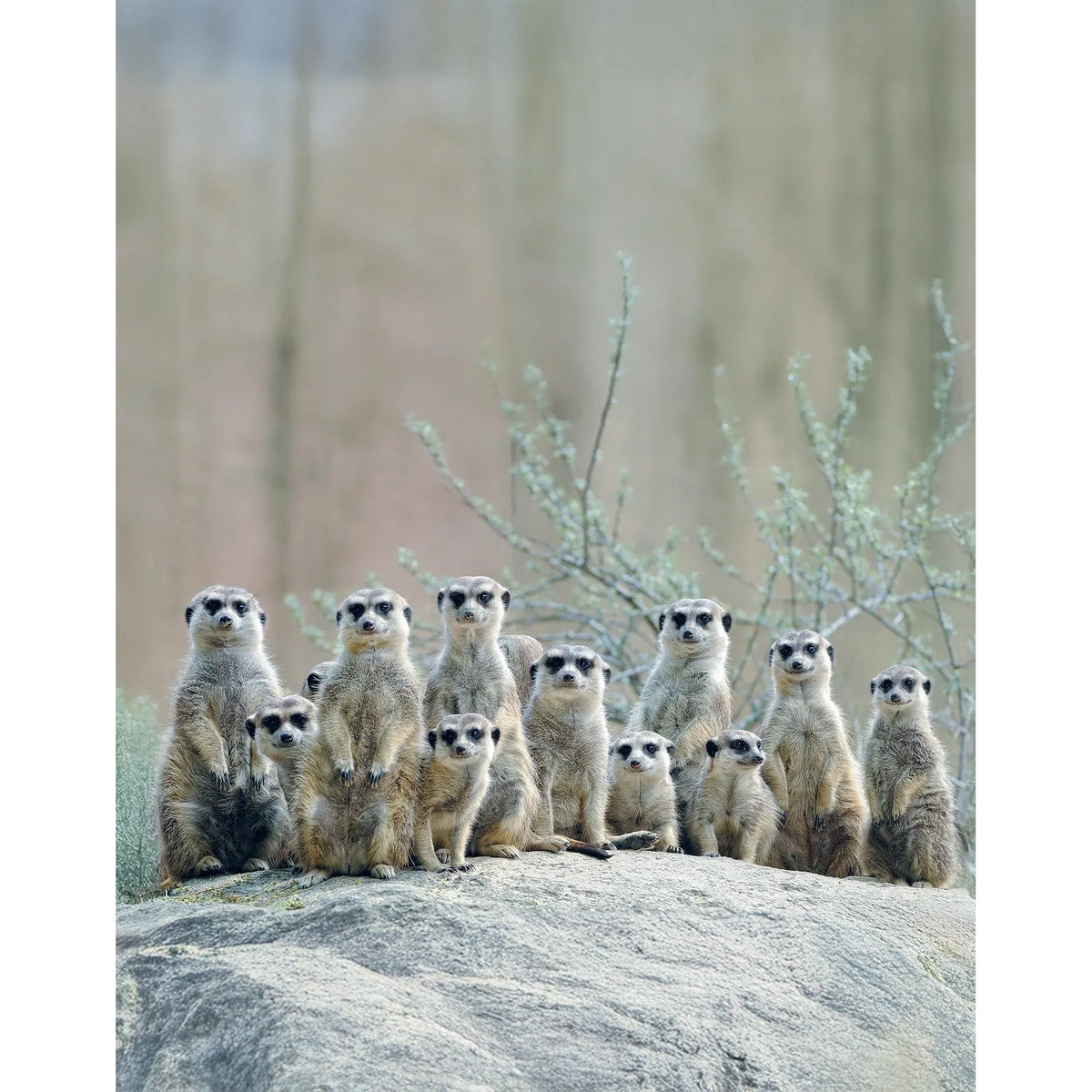 Group of meerkats standing upright on a rock in a desert setting.
